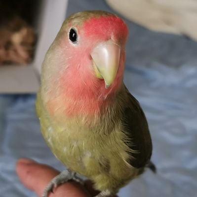 コザクラインコ 垢🐦 長女ヒコ お転婆さん、(2022 年6月中旬生まれ)
次女アサ おっとりさん(2022年10月下旬生まれ)
長男リュー君 おチビちゃん、甘えん坊(2023年1月10日生まれ)
賑やかにやってます🕊🕊🕊