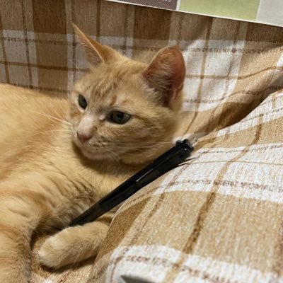 2022年いい肉の日に来た元野良猫🐱茶トラ雑種♂誕生日2022年4月23日🐱ほぼ猫関連のみなので勧誘系dm🙅🏻♀️✘ 色々ありフォローは日本の方のみで無言フォロー歓迎!猫垢さん無言フォロー失礼します、主はアラサー主婦 #猫好きさんと繋がりたい #茶トラ