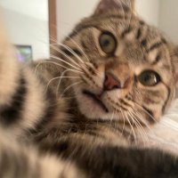 jiji the cat 🤎scruff (@jijitheangelboy) 's Twitter Profile Photo jiji the cat 🤎scruff (@jijitheangelboy) 's Twitter Profile Photo