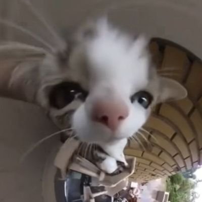 randomhyphen's profile picture. any prn | 18