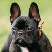 French Bulldog lovers(@frenchbulldag) 's Twitter Profile Photo