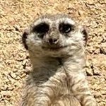 demodori_mw's profile picture. 道重さゆみ/宮本佳林/ロージークロニクル/ハロプロ/M-line/(/こぶしファクトリー/野村みな美/)などを中心としたヲタクの推し活用アカウントです