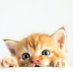 Pencintakucing (@pechintakucing) Twitter profile photo