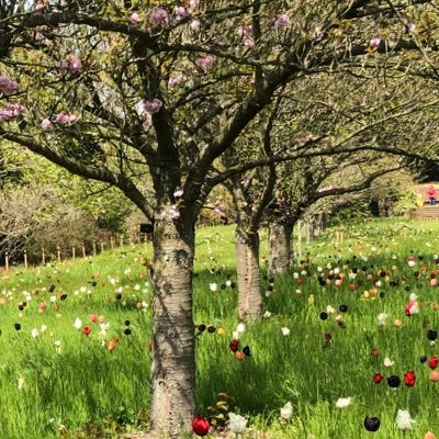 A charity (to be) Overseeing Cranbornes’ community orchard, local environmental projects, encouraging traditional rural skills & crafts CranborneGrove@gmail.com