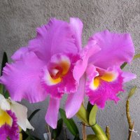 Áurea AMOR (@aureamor1961) 's Twitter Profile Photo Áurea AMOR (@aureamor1961) 's Twitter Profile Photo