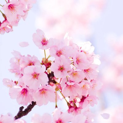 kabuKEKS's profile picture. 都内でSES営業をしてます。🔰情報交換や打ち合わせなどできれば幸いです^_^DMやlineにてご連絡お待ちしております。無言フォロー失礼します。 IT新人ですがどうぞ宜しくお願いいたします🙇‍♀️ 中国出身🍰🍖🦞K-pop大好き#SES#SES営業
