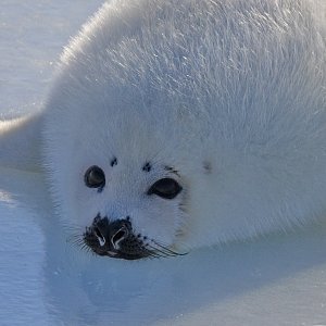 อุ๋งอุ๋ง แม่น้องหนำさんのプロフィール画像