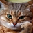NYLA63's profile image