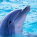 Jon 🐬 (@dolphinrecipes) Twitter profile photo Jon 🐬 (@dolphinrecipes) Twitter profile photo