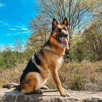 German Shepherd(@gsd_lifecycle) 's Twitter Profile Photo