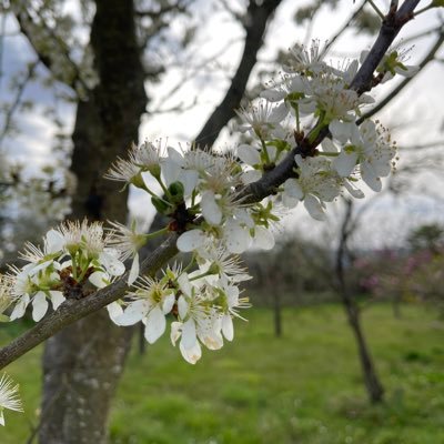 Al_GC's profile picture. 