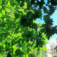 ⸙ (@picistern) 's Twitter Profile