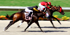 Horse Racing News and Results!