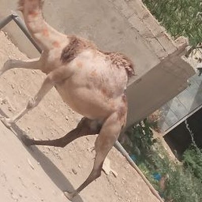 bdllhmw82965443's profile picture. العاشق