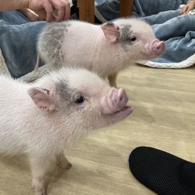 QV7Djvfy7bwBeV8's profile picture. SUP始めました😄 サウナイキタイ❗ 食べるのが好きだけど、語彙力少なめなので食レポ苦手です💦 新し物好きなのでとりあえず１回は食べたい❗ でも１回食べたら満足します👍 何を食べても美味しいという舌を持っています🤣 ミニバレーでカロリー消費中🎵 無言フォロー失礼致します。 エロ垢系&副業系はブロックします❕