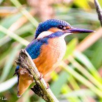 Kingfisher voorheen Luc(@LucLujohuad) 's Twitter Profile Photo