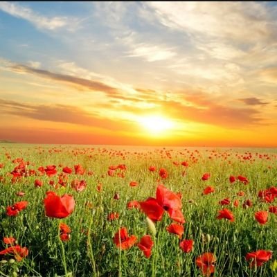 kashifjunaid448's profile picture. 