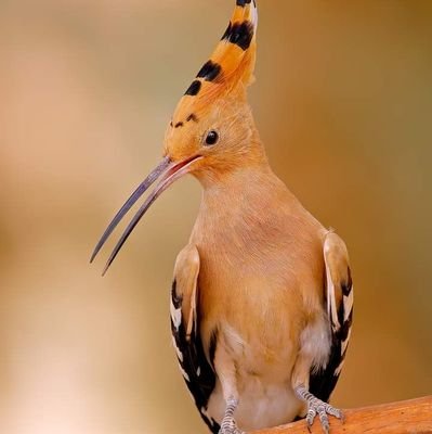 العجيب شكلا ومضمونا هو الهدهد ملك الطيور ورسول الانبياء وهو حمال المهام االصعبة ...