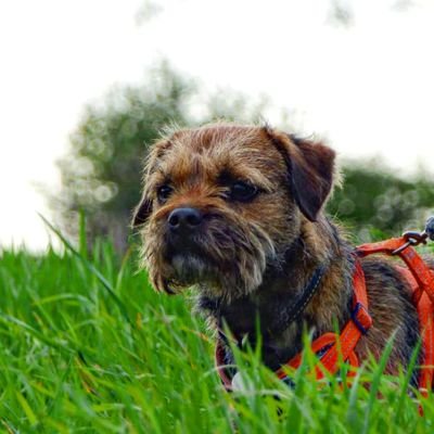 Kobe the border terrier. Proud to be apart of #BTPosse