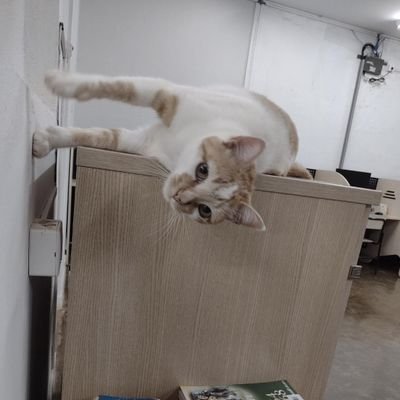 A verdadeira afeição na longa ausência se prova.