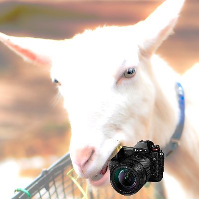 SyPres(@atsui_Prescott)のカメラ垢 基本的にスチル専門 撮影ジャンル:動物(動物園中心)/風景/ポトレ(コスプレ/プロフィール写真)