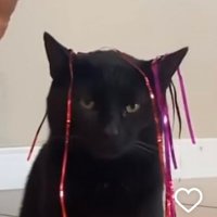 🐾 (@pisipisiyav) Twitter profile photo