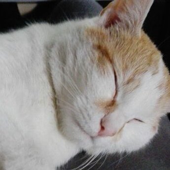 MadRNGesus's profile picture. 