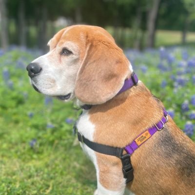 Miles the Beagle