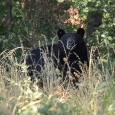 I’m a black bear roaming through the city of Jonesboro, AR. Looking for love, living my best life.
