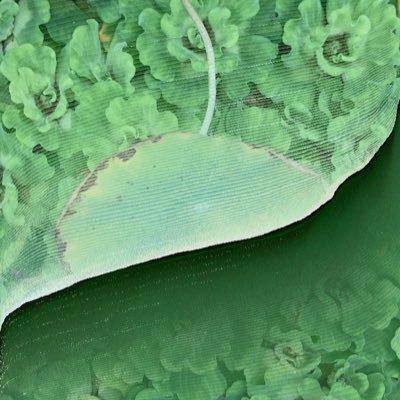 katebuta's profile picture. 