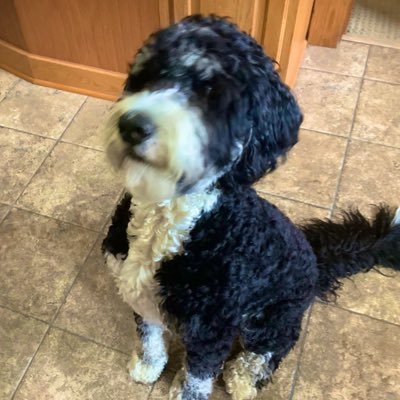 Bkair12's profile picture. I grew up when patriotism was taught, instilled and revered. Dems are shamefully and disgracefully destroying our culture, families & livelihoods. MAGA. No DMs