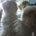 Bert & Ernie - @BertErnie2 - Twitter