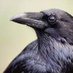 SteelyDiane 🍁🇨🇦🐦⬛ (@drdbird1) Twitter profile photo SteelyDiane 🍁🇨🇦🐦⬛ (@drdbird1) Twitter profile photo