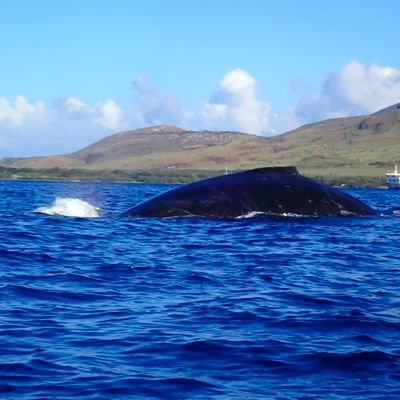 patchyroots's profile picture. Danny Tanner intentions, with a Bob Saget delivery. 🇺🇸Vet and  lover of all sports Cleveland. O-H