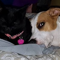 Monkey & Miley π Scruff, Kuno & Our Friends π (@mileyamonkey) 's Twitter Profile