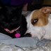 Monkey & Miley ๐ Scruff, Kuno & Our Friends ๐ (@mileyamonkey) Twitter profile photo Monkey & Miley ๐ Scruff, Kuno & Our Friends ๐ (@mileyamonkey) Twitter profile photo