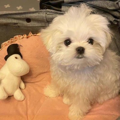 yazidsaleh9's profile picture. Who takes comfort as the flower of happiness, then when the time comes to bear fruit, he can only look at the empty branches and sigh