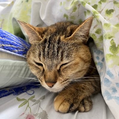 mugi_baby_1225's profile picture. 体外受精で初🧚 妊娠悪阻で入院、、 R5.12月出産 （39w2d）ママ垢へ 移行 無言フォローすみません🙇‍♀️ 育児の事や義母への不満など✏️ 2人目妊活開始〜🧚