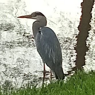 Nederland 
 hobby's natuur🌲🌳, vissen🦈, vogels🦉🦅🦆 ,sport, 🏁F1🏎️, zwemmen 🏊🏻‍♀️ 
woonachtig: 010  Zuid Holland 
geb Harlingen Fryslân😃