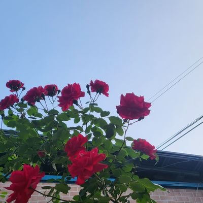 Rosevine8759 Profile Picture