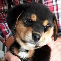 柴ビー🐶マロ🐾新アカ (@maro_wan_0930) 's Twitter Profile