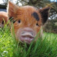 Michael West (@gruntpig501) 's Twitter Profile