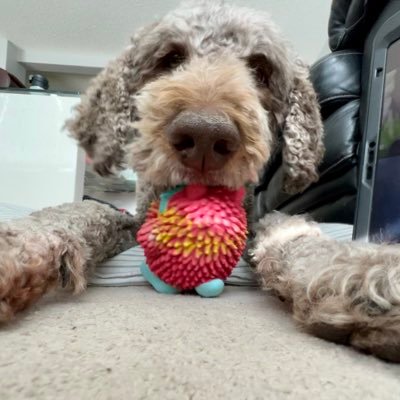 Woof!! I'm Ryan, a café au lait standard poodle born on January 17, 2017 here in the YYC. Follow me adventures on Instagram too! 🐾 canis.spoois@gmail.com