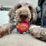 Ryan_the_Spoo's profile picture. Woof!! I'm Ryan, a café au lait standard poodle born on January 17, 2017 here in the YYC. Follow me adventures on Instagram too! 🐾 canis.spoois@gmail.com
