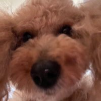 🐶Ultra Nuclear Poodle Head 🐶(@SoPrettyDoodles) 's Twitter Profile Photo