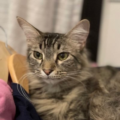 Seneth's profile picture. If no one thinks you can, then you have to.