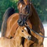 Abu Haroon (@abuharoon532555) 's Twitter Profile