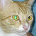 visit my profile (@adindiaus) Twitter profile photo visit my profile (@adindiaus) Twitter profile photo