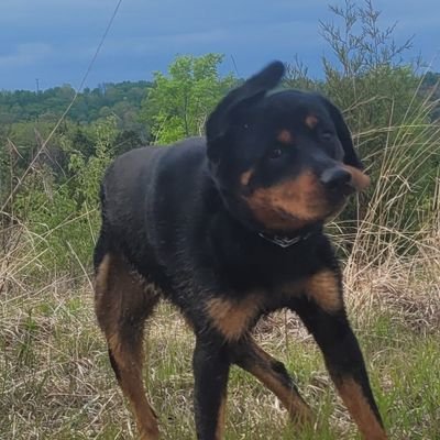 502DumpTruck's profile picture. dogs :)
