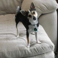 Beth Mosher (@caseydogmo) 's Twitter Profile